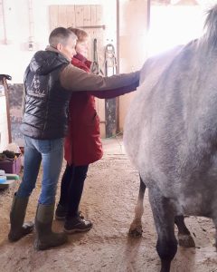 ganzheitlicher Pferdetherapeut