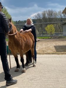 ganzheitlicher Pferdetherapeut