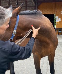 Sandra Heider - Behandlung Pferd