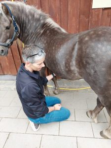 Sandra Heider - Behandlung Pferd