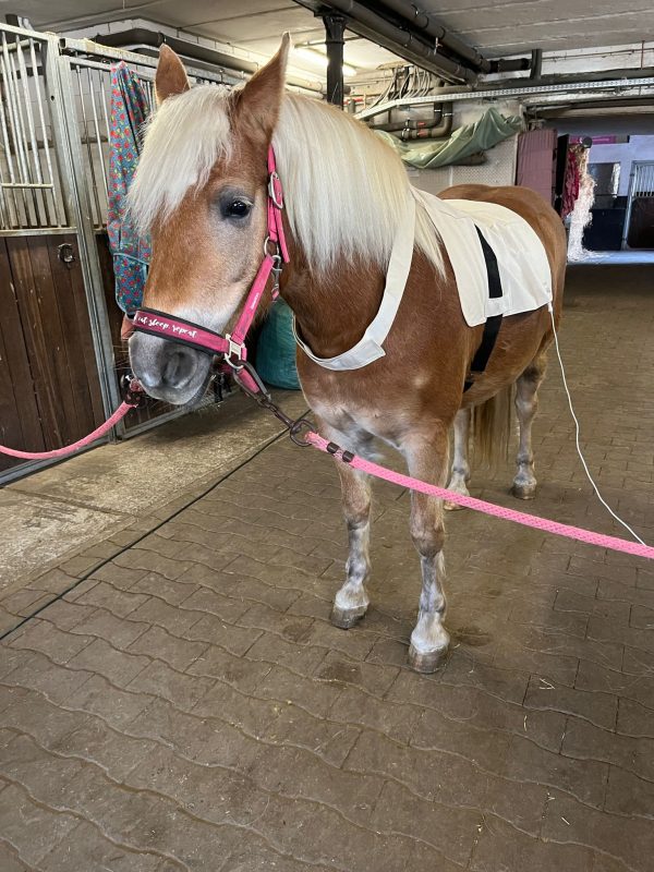 🌿 Bioresonanz für Pferde – Die sanfte Methode für mehr Gesundheit und Wohlbefinden! 🐴 – Bild 4
