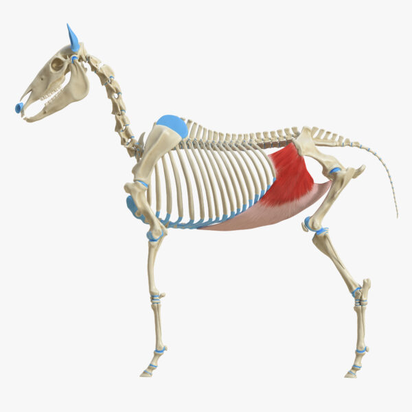 Pferdeanatomie verstehen - Onlinekurs – Bild 5