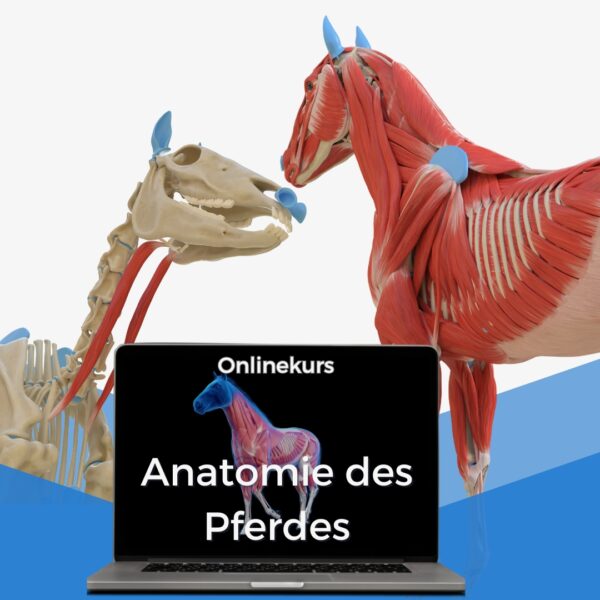 Pferdeanatomie verstehen - Onlinekurs