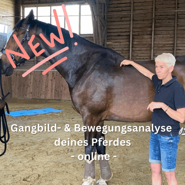 Gangbild- & Bewegungsanalyse deines Pferdes