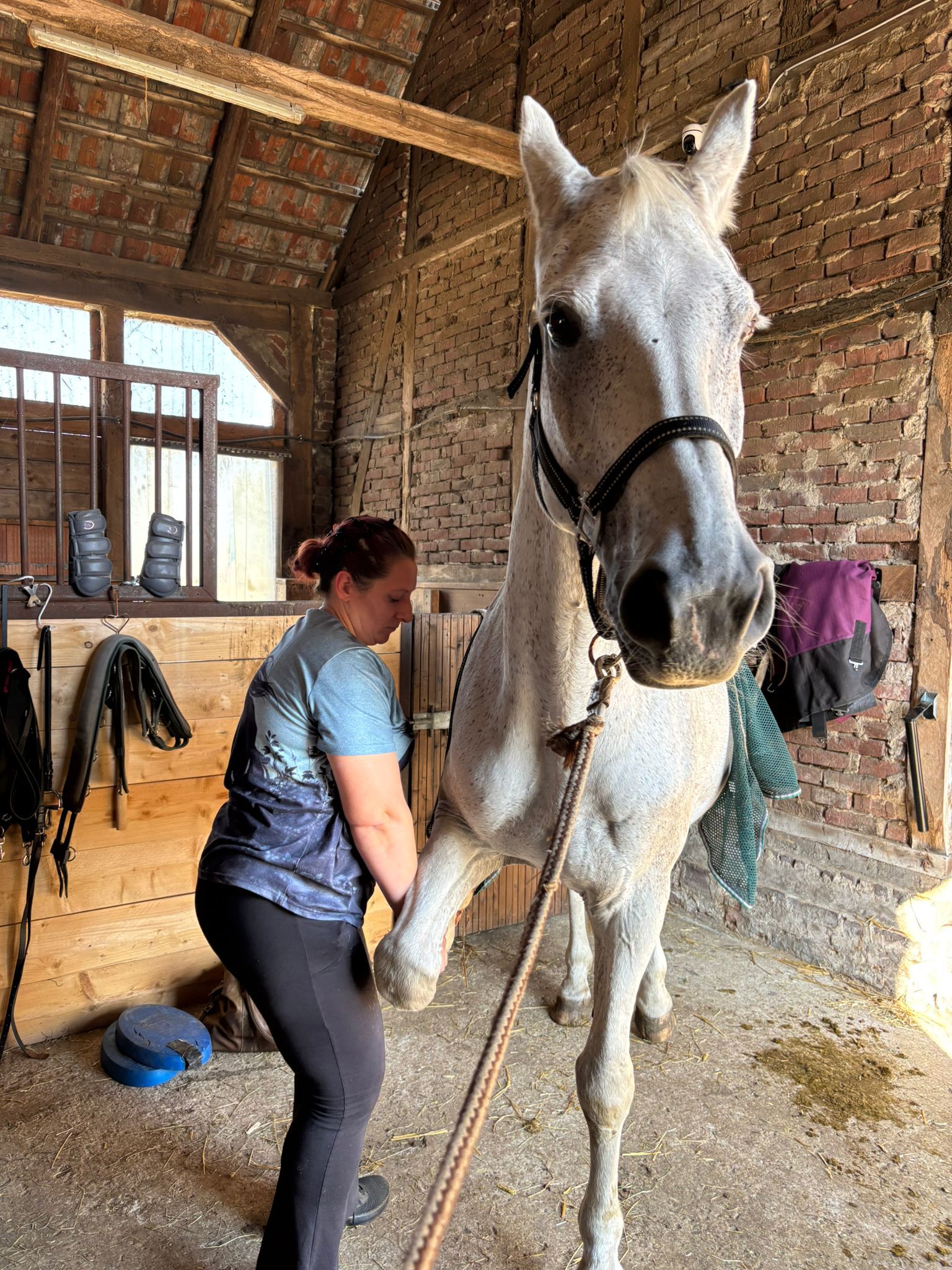 Praktische Arbeit am Pferd